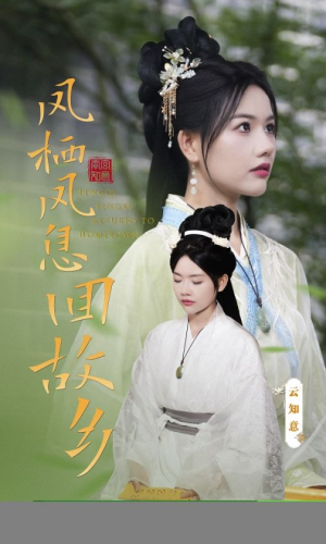 凤栖凤息回故乡（36集）火爆短剧推荐