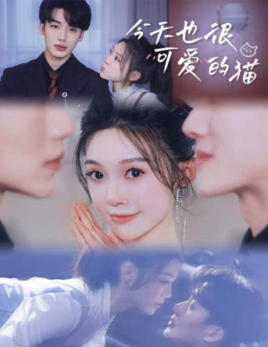 今天也很可爱的猫（72集）怎么看全集