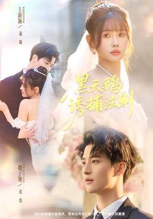 黑天鹅诱捕法册（80集）我全都看完了